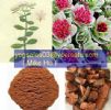 Rhodiola Rosea P.E.